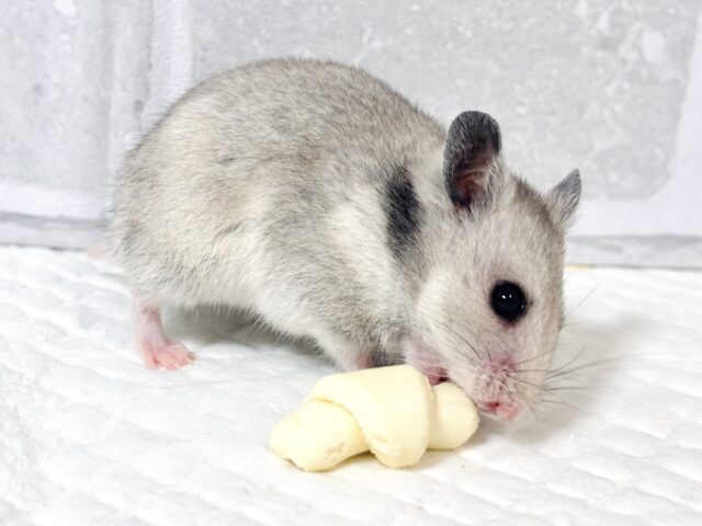 ゴールデンハムスター