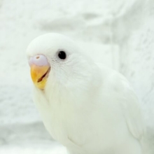 【最新画像・動画更新🪄】ホワイトペンギンちゃん🐧🤍セキセイインコ(アルビノ) ヒナ