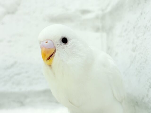 【最新画像・動画更新🪄】ホワイトペンギンちゃん🐧🤍セキセイインコ(アルビノ) ヒナ