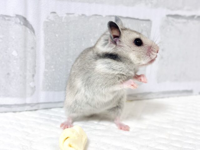 ゴールデンハムスター