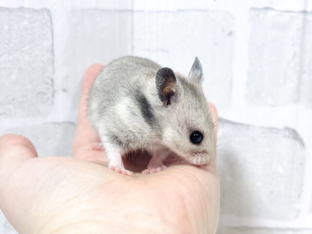 ゴールデンハムスター