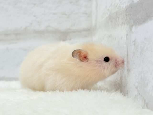 ゴールデンハムスター