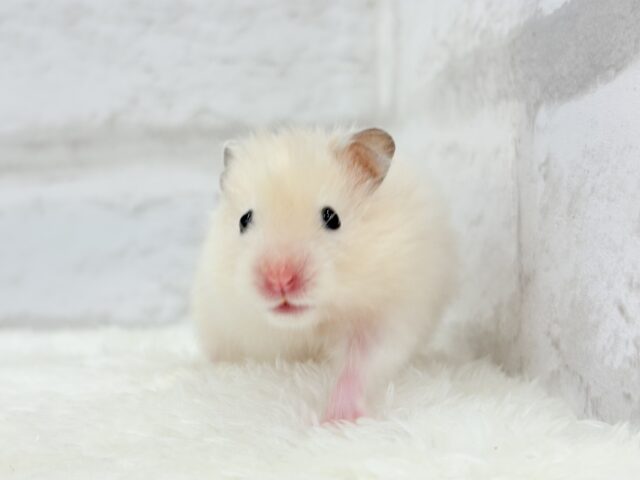 ゴールデンハムスター