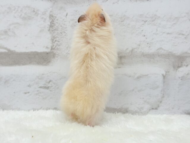 ゴールデンハムスター