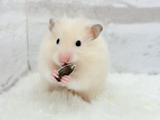 ゴールデンハムスター