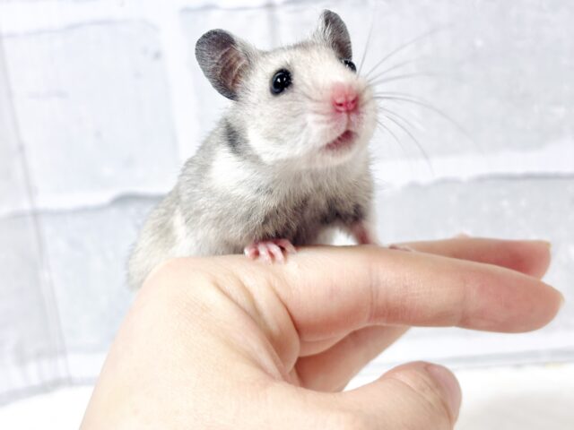 ゴールデンハムスター