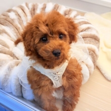 おっとり人懐っこい愛嬌たっぷりな❣️トイプードルの女のコきました〜🌟