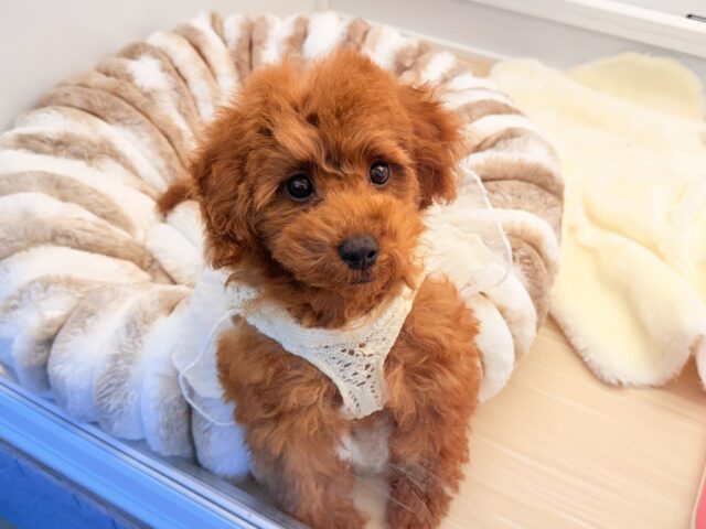 おっとり人懐っこい愛嬌たっぷりな❣️トイプードルの女のコきました〜🌟