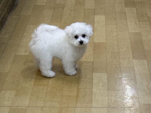 ビションフリーゼ