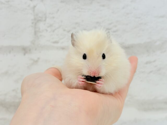 ゴールデンハムスター