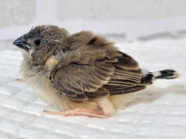 錦花鳥（キンカチョウ）