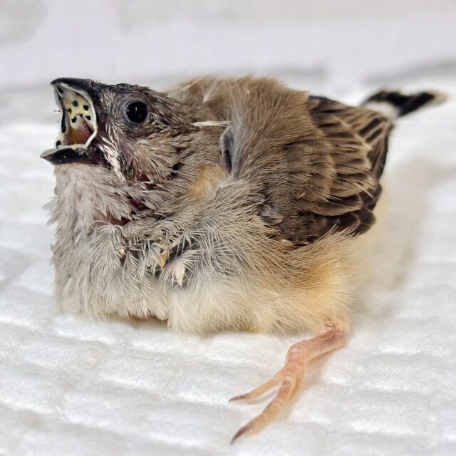 錦花鳥（キンカチョウ）