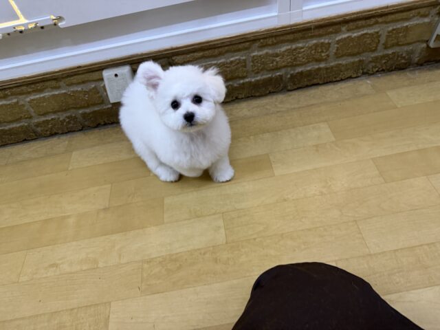 ビションフリーゼ