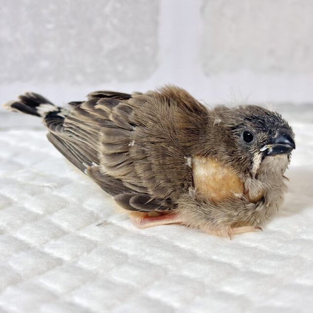 錦花鳥（キンカチョウ）