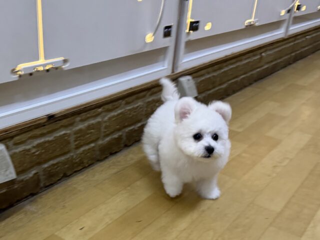 ビションフリーゼ