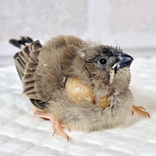 キンカチョウ ヒナ (｡･ө･｡)🪶