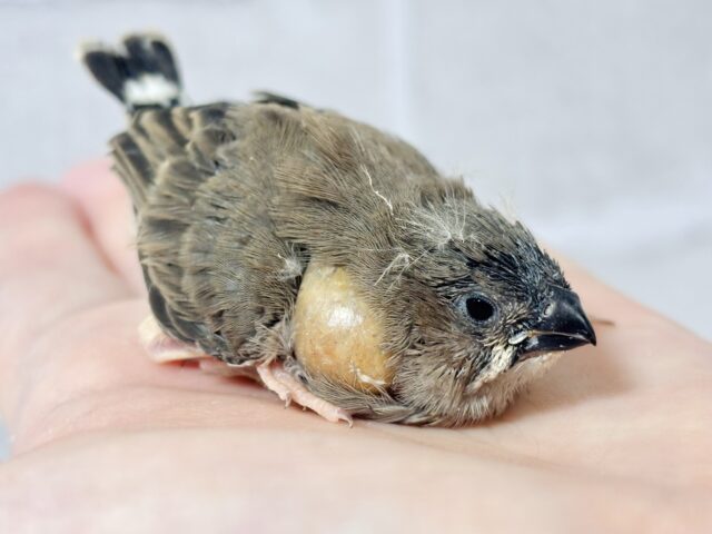 錦花鳥（キンカチョウ）