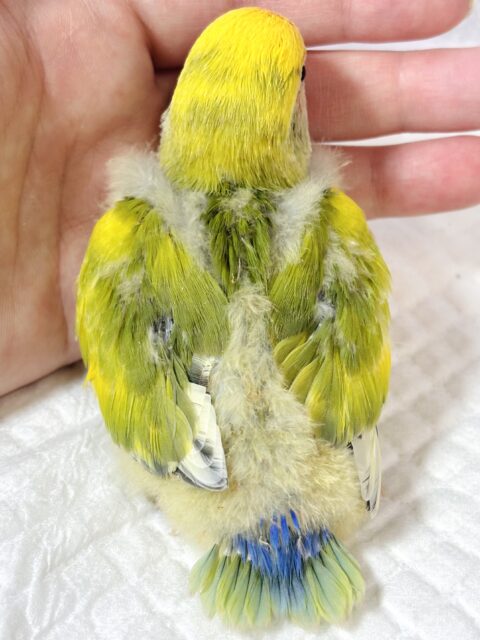 コザクラインコ（小桜インコ）