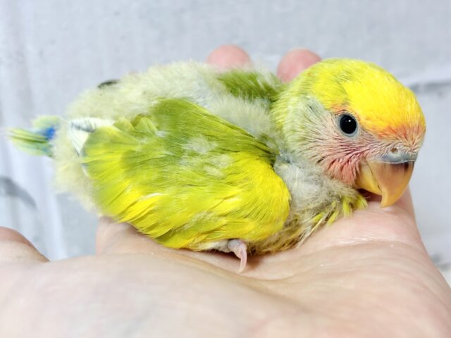 コザクラインコ（小桜インコ）