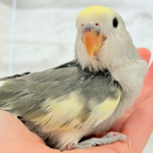 【最新画像更新🪄】美しのきゅるるんeye🐣🫧コザクラインコ(モーブパイド) ヒナ