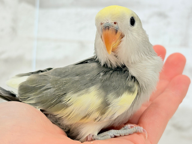【最新画像更新🪄】美しのきゅるるんeye🐣🫧コザクラインコ(モーブパイド) ヒナ