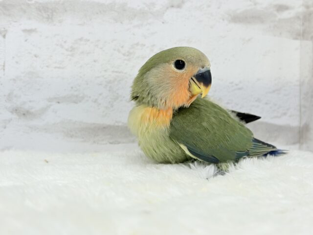 コザクラインコ（小桜インコ）