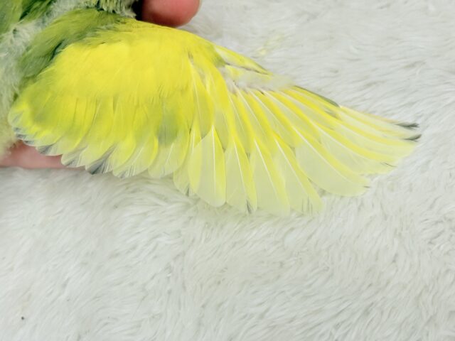 コザクラインコ（小桜インコ）