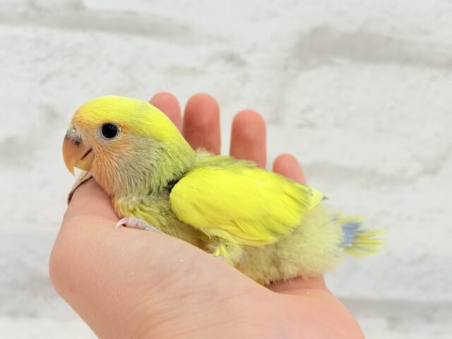 コザクラインコ（小桜インコ）