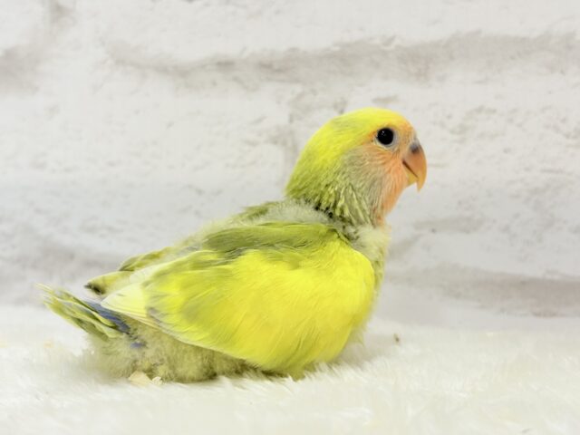 コザクラインコ（小桜インコ）