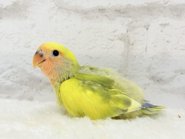 コザクラインコ（小桜インコ）