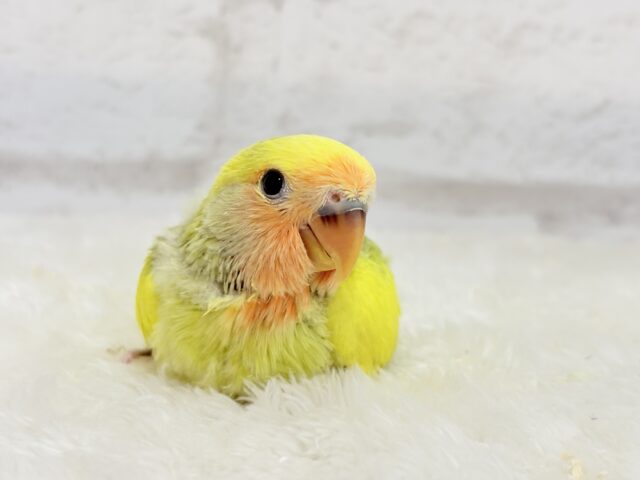 コザクラインコ（小桜インコ）