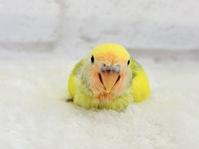 コザクラインコ（小桜インコ）