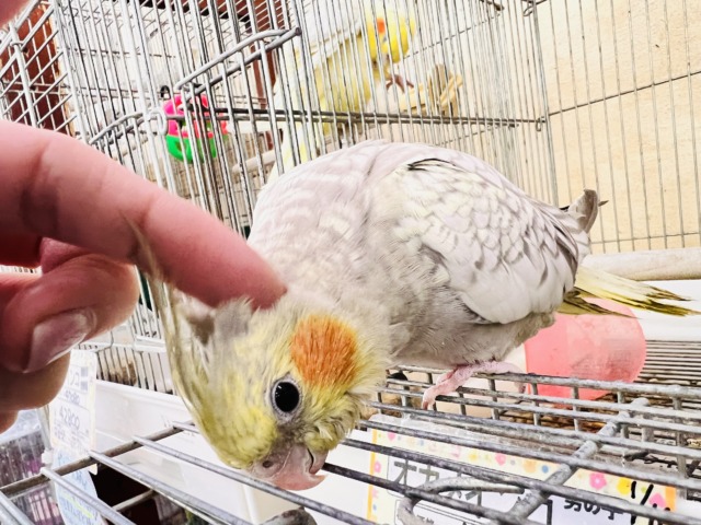 オカメインコ