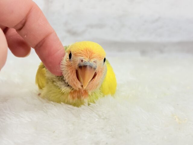 コザクラインコ（小桜インコ）