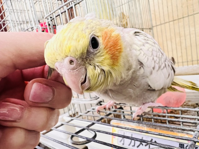 オカメインコ