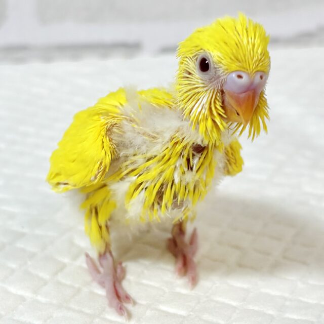 セキセイインコ