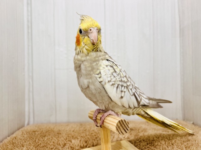 オカメインコ