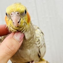 最新画像更新✨ムキッと♡パールたっぷりなオカメインコ（シナモンパール）