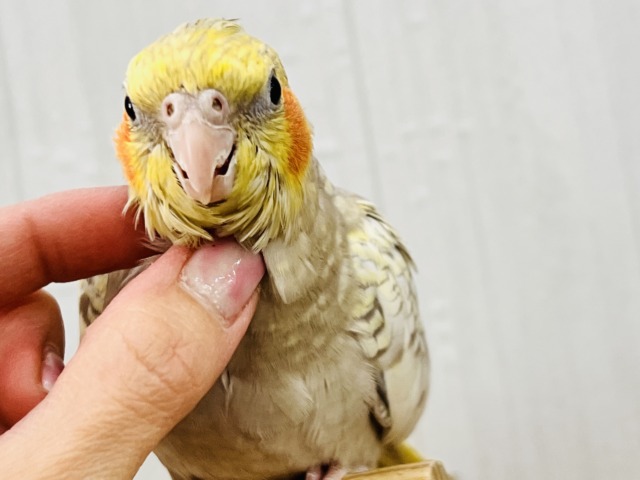 最新画像更新✨ムキッと♡パールたっぷりなオカメインコ(シナモンパール) 最新画像更新✨ムキッと♡パールたっぷりなオカメインコ(シナモンパール)
