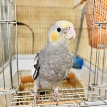 画像更新☆ピカっと黄色のほっぺ♡これから素敵に育つんだ！オカメインコのノーマルカラー🩶