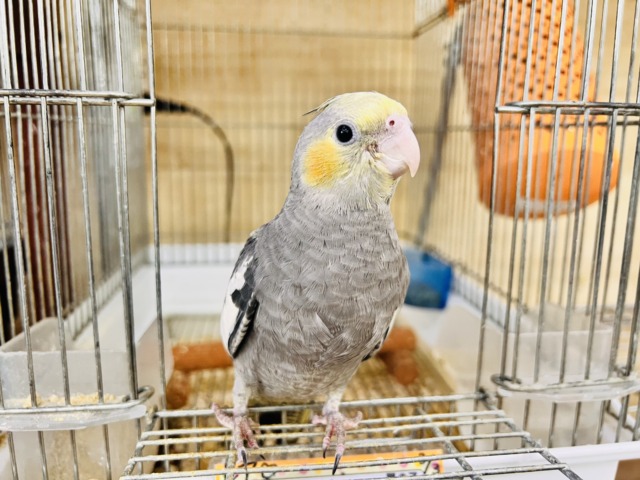 画像更新☆ピカっと黄色のほっぺ♡これから素敵に育つんだ!オカメインコのノーマルカラー🩶 画像更新☆ピカっと黄色のほっぺ♡これから素敵に育つんだ!オカメインコのノーマルカラー🩶