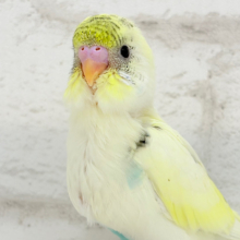 【最新画像更新🪄】好奇心旺盛アイドル🐣🪅セキセイインコ(クリームハルクイン) ヒナ