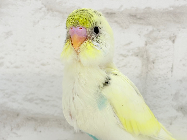 【最新画像更新🪄】好奇心旺盛アイドル🐣🪅セキセイインコ(クリームハルクイン) ヒナ
