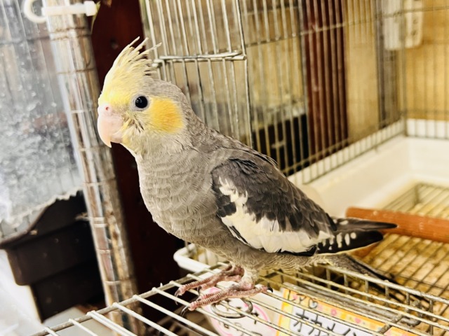 オカメインコ