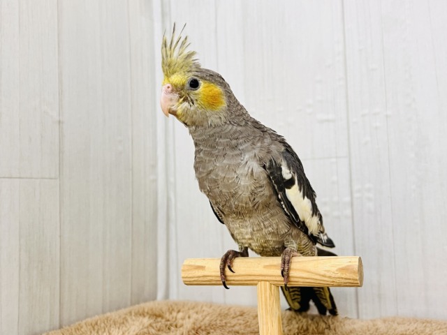 オカメインコ