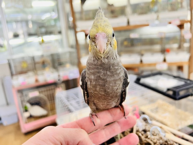 オカメインコ