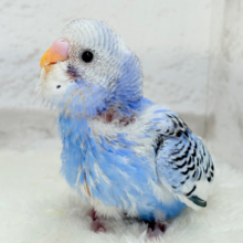 【最新画像更新🪄】にっこり笑顔がチャームポイント💫セキセイインコ(パイド) ヒナ