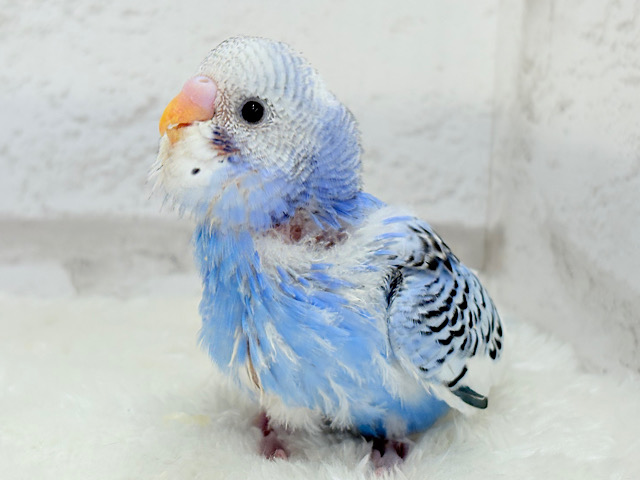 【最新画像更新🪄】にっこり笑顔がチャームポイント💫セキセイインコ(パイド) ヒナ