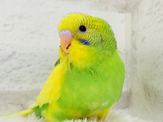 【最新画像・動画更新🪄】ビビットカラーにメッロメロ♡♥♡セキセイインコ(パイド) ヒナ