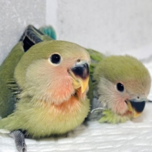 コザクラインコ ノーマル  2羽🍒🌳🍃🌳🍀.*